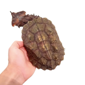 Mata Mata Turtle for Sale