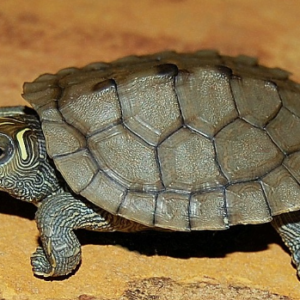 Mississippi Map Turtle for Sale