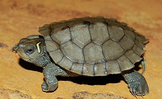 Mississippi Map Turtle For Sale Rept Marts   Mississippi Map Turtle For Sale 