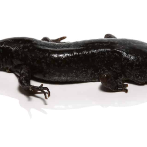 Mole Salamander For Sale