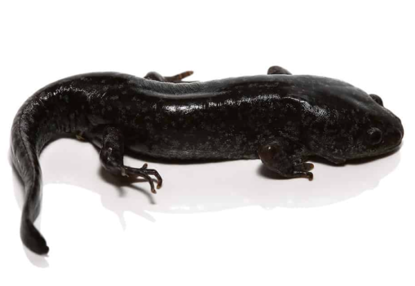 Mole Salamander For Sale