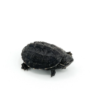 Musk Turtle for Sale