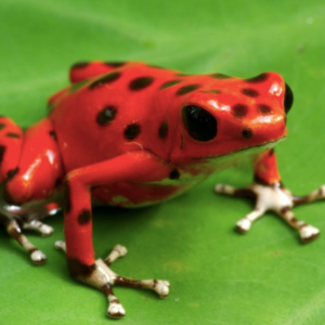 Nicaragua Strawberry Dart Frog For Sale