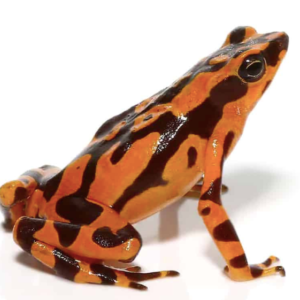 Orange Harlequin Toad For Sale