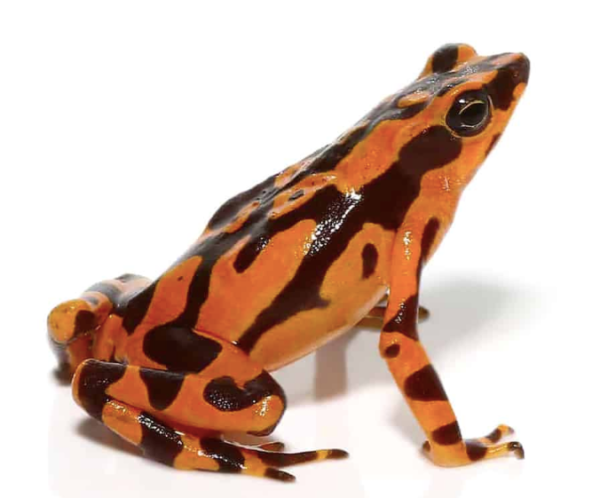 Orange Harlequin Toad For Sale