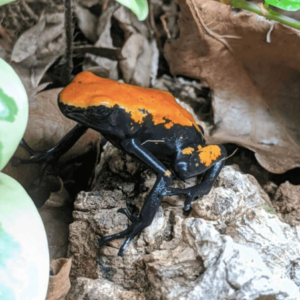 Orange Splashback Dart Frog For Sale