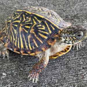 Ornate Box Turtle for Sale