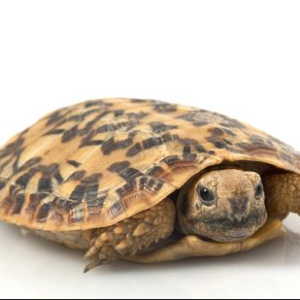 Pancake Tortoise for Sale