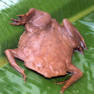 Suriname Toad for Sale