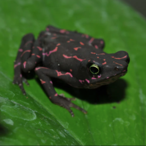 Purple Harlequin Toad for Sale