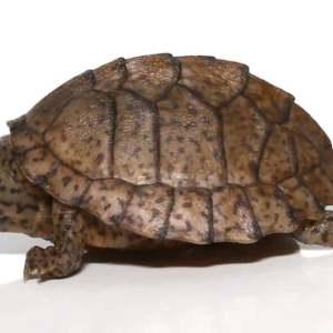 Razorback Musk Turtle For Sale