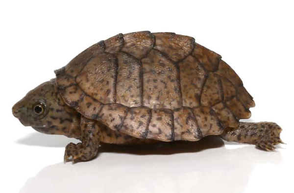 Razorback Musk Turtle For Sale