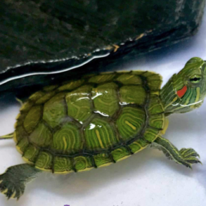 Red Eared Slider Turtle for Sale