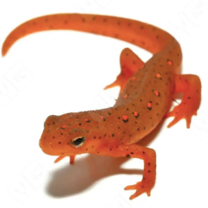 Red Eft for Sale