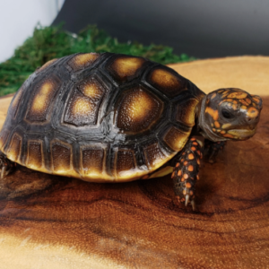 Red Foot Tortoise for Sale