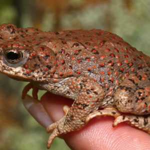 Red Spotted Toad for Sale