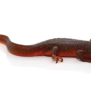 Rough Skinned Newt for Sale