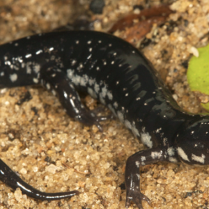 Slimy Salamander for Sale