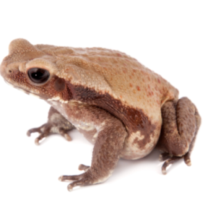 Smooth Sided Toad for Sale