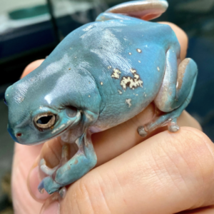 Snowflake Whites Tree Frog for Sale