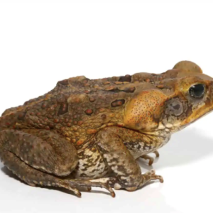 South American Giant Marine Toad for Sale