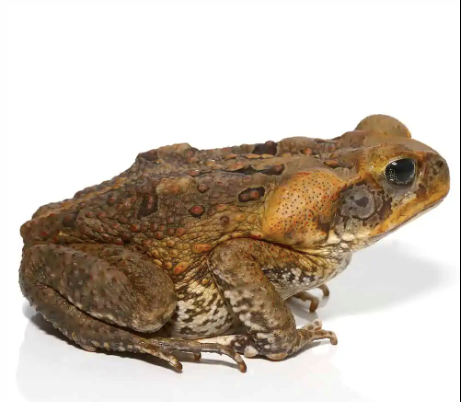 South American Giant Marine Toad for Sale - Rept Marts