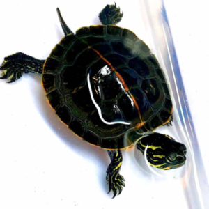 Southern Painted Turtle for Sale