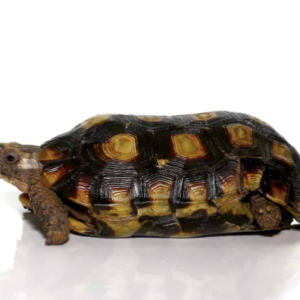 Speke’s Hingeback Tortoise for Sale