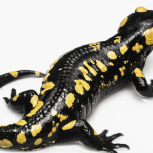 Spotted Salamander for Sale