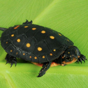 Spotted Turtle for Sale