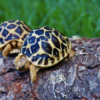 Sri Lankan Star Tortoise for Sale