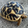 Sri Lankan Star Tortoise for Sale