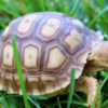 Sulcata Tortoise for Sale