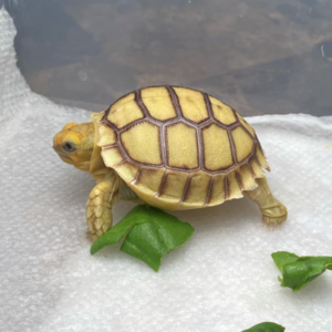 Sulcata Tortoise for Sale