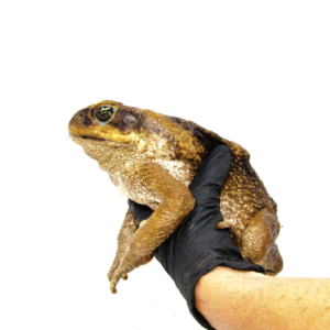 Suriname Giant Marine Toad for Sale