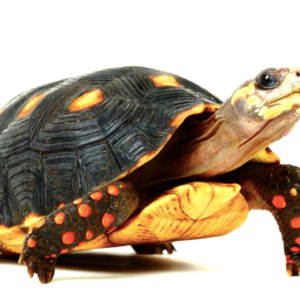 Suriname Redfoot Tortoise for Sale