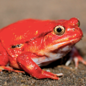 Tomato Frog for Sale