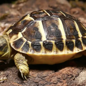 Tuscan Western Hermann’s Tortoise For Sale