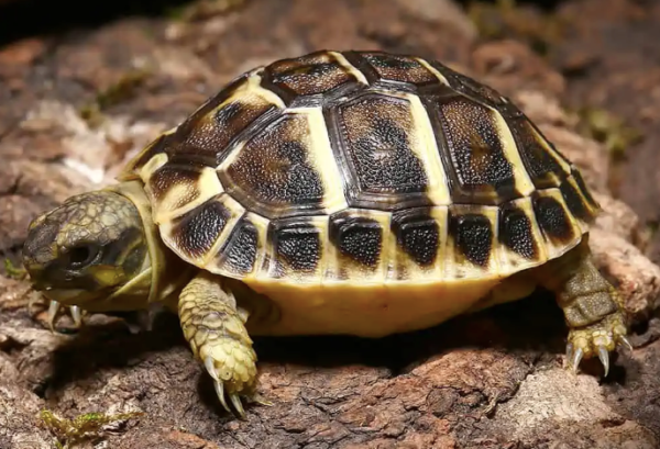 Tuscan Western Hermann’s Tortoise For Sale