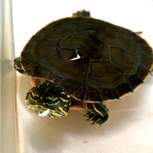 Western Painted Turtle for Sale