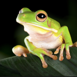 White Lipped Tree Frog for Sale