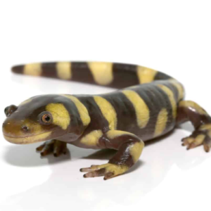 Yellow Barred Tiger Salamander for Sale