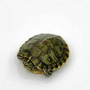 Yellowbelly Slider Turtle for Sale