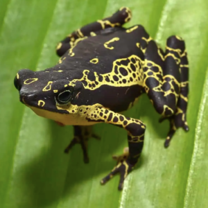 Yellow Harlequin Toad For Sale