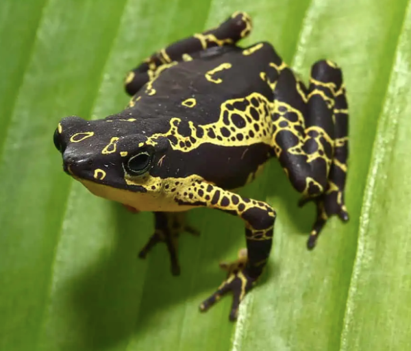 Yellow Harlequin Toad For Sale